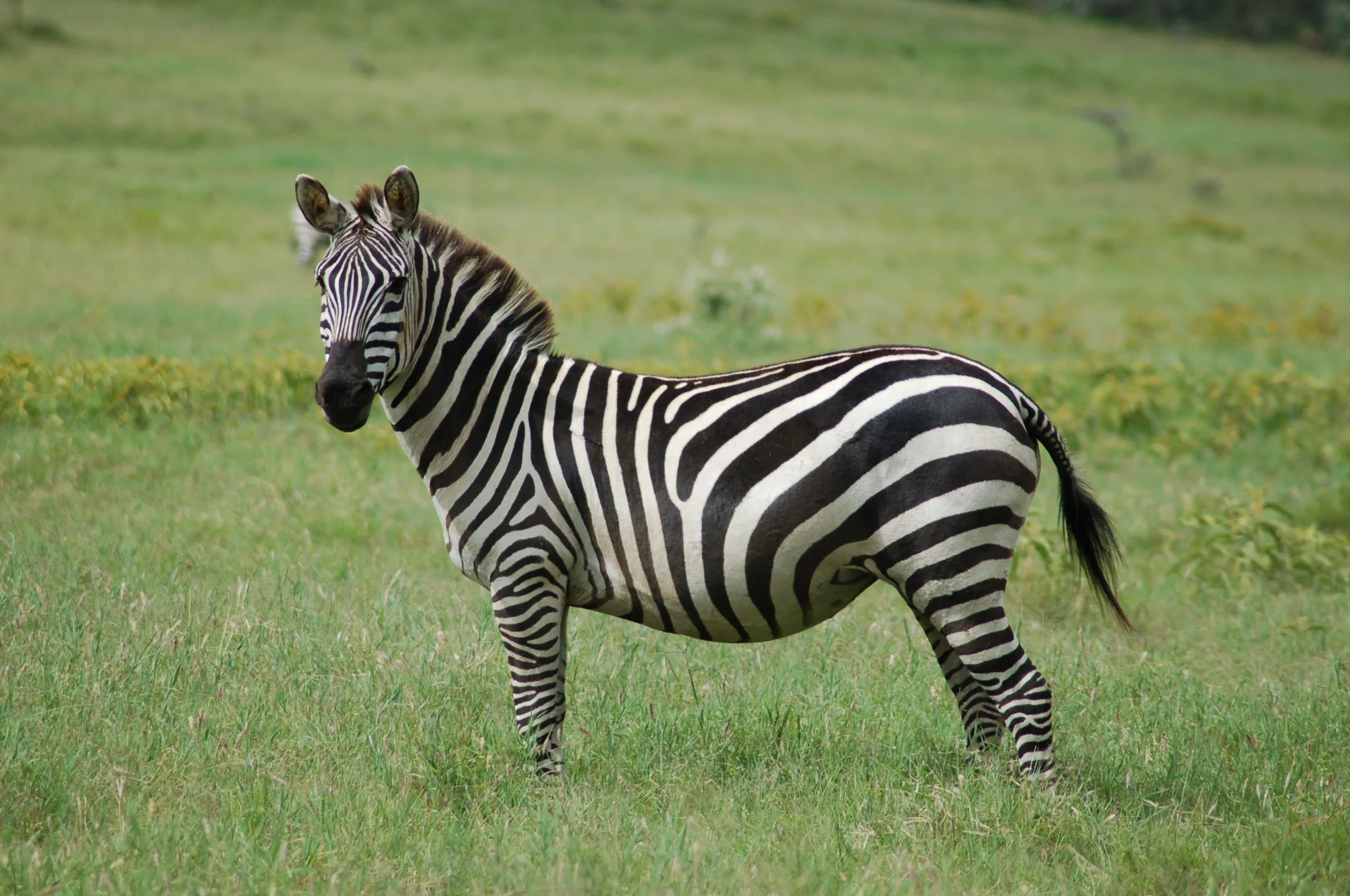 Zebra