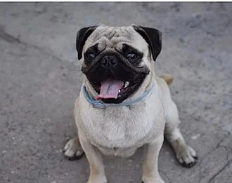 Pug