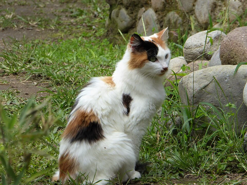 Calico